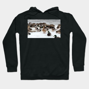 Winter Mallard Duck Flock On The Snow Hoodie